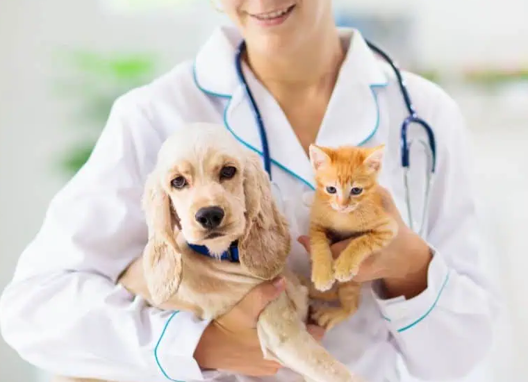 Pet Insurance